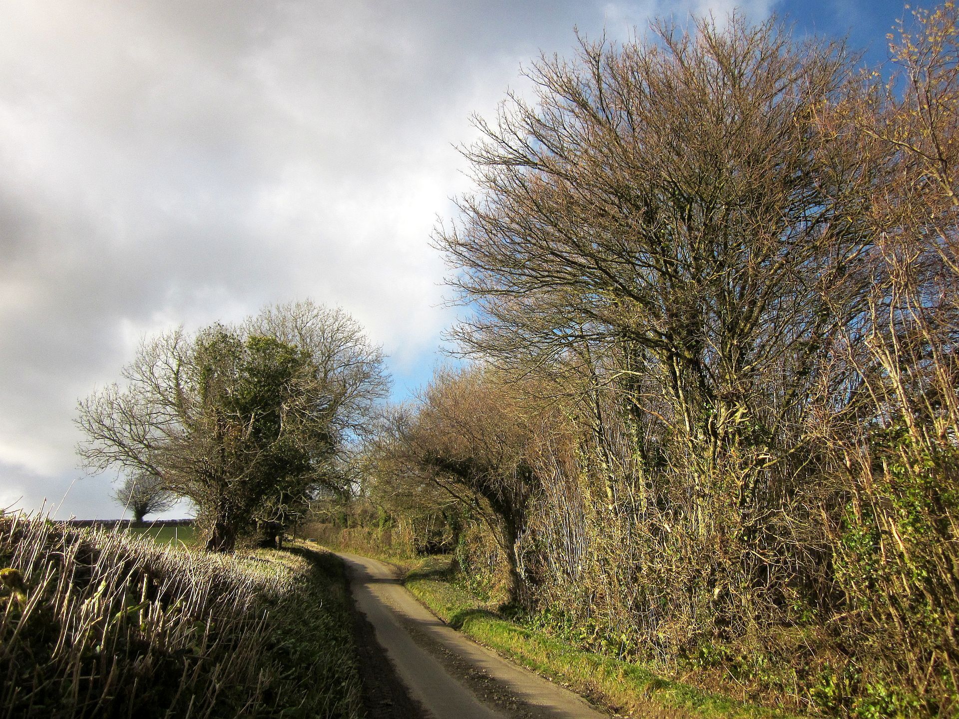 Chard Lane