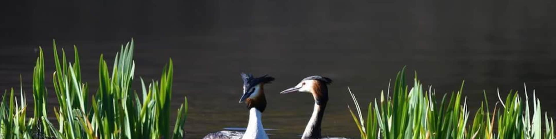 The Grebes are out for spring beginning their rituals #BvSSpring #wildlife