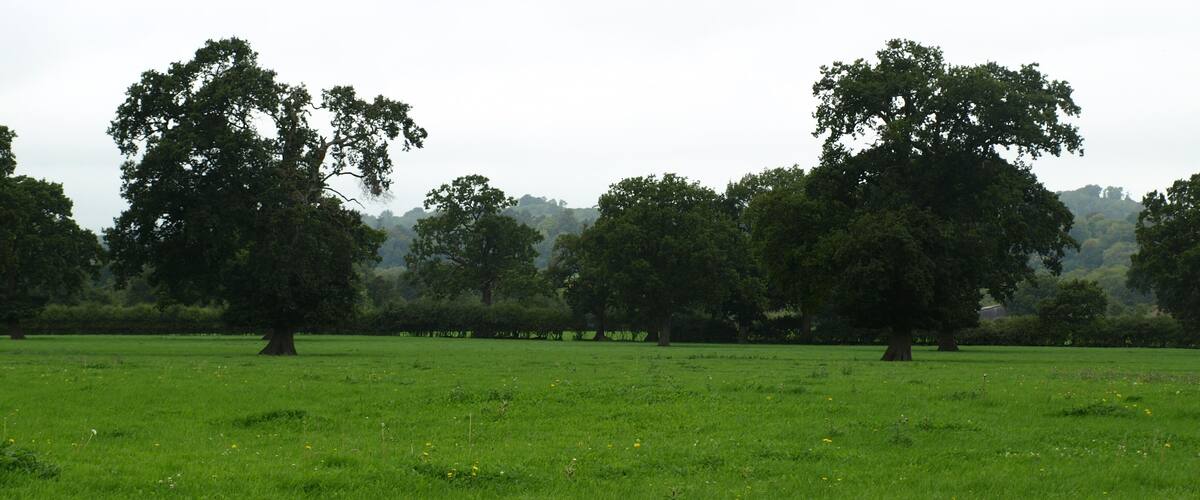 A grassy field with large trees and a cloudy sky.