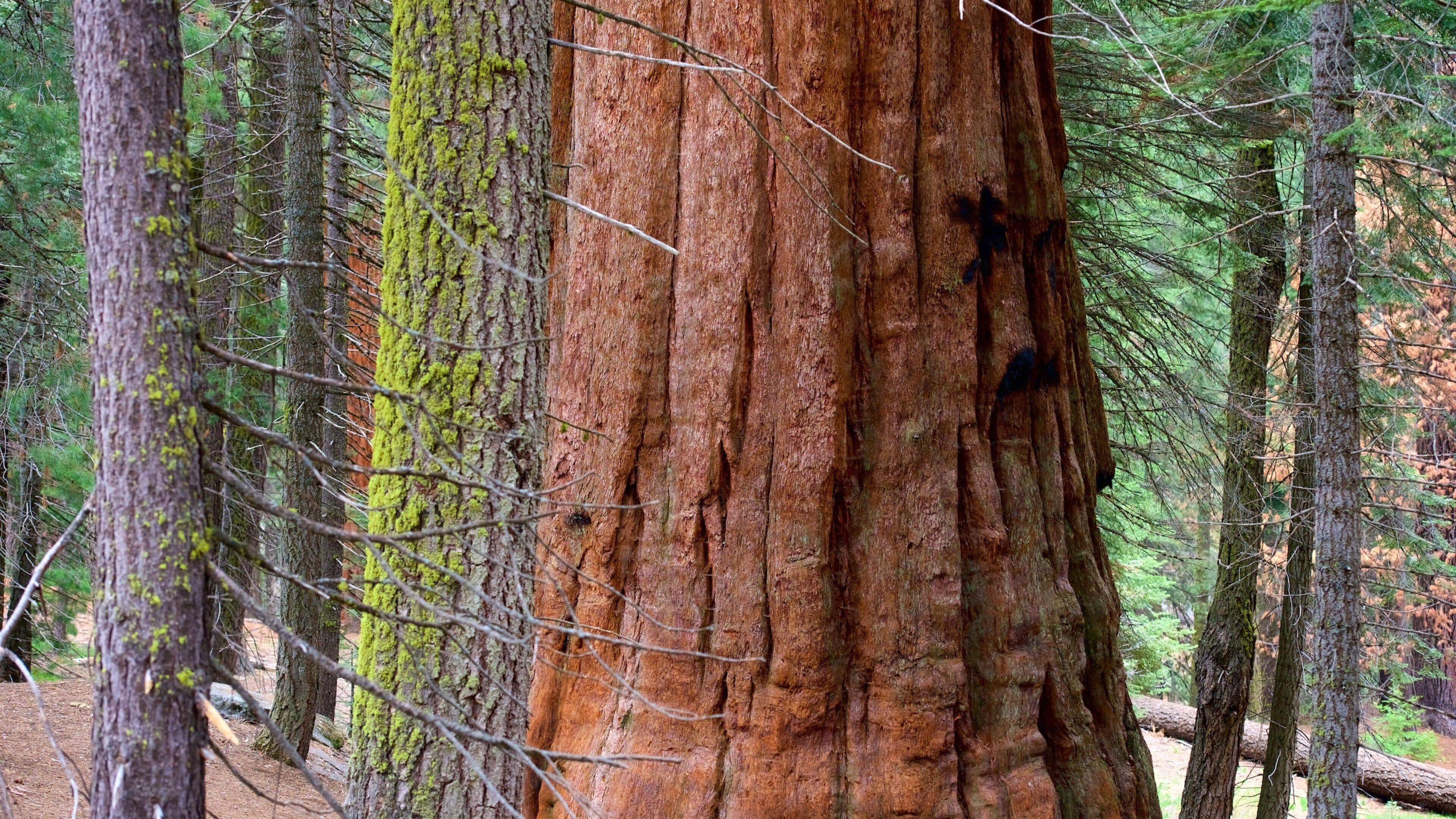 Sequoia National Park inclusief bossen