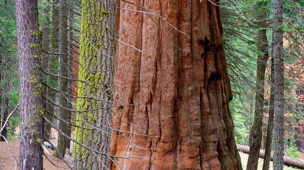Sequoia National Park inclusief bossen