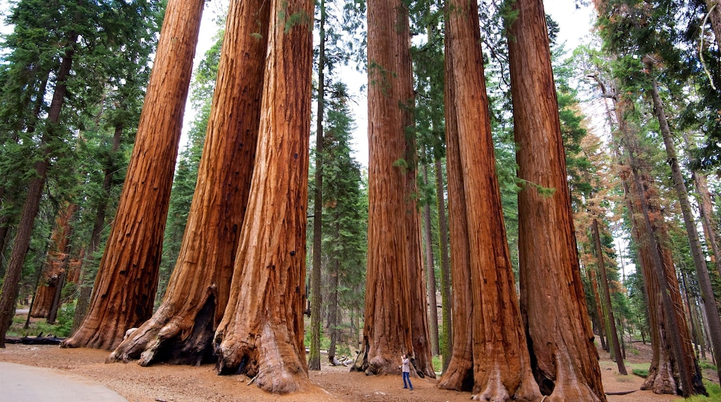 Sequoia National Park bevat bossen en ook een man