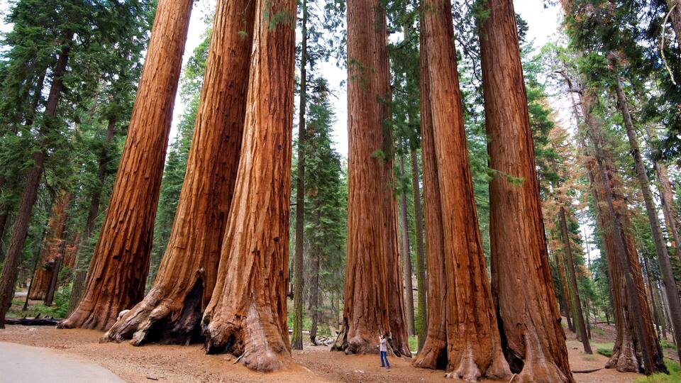 A forest of tall redwood trees with a dirt path and a person standing in the middle.