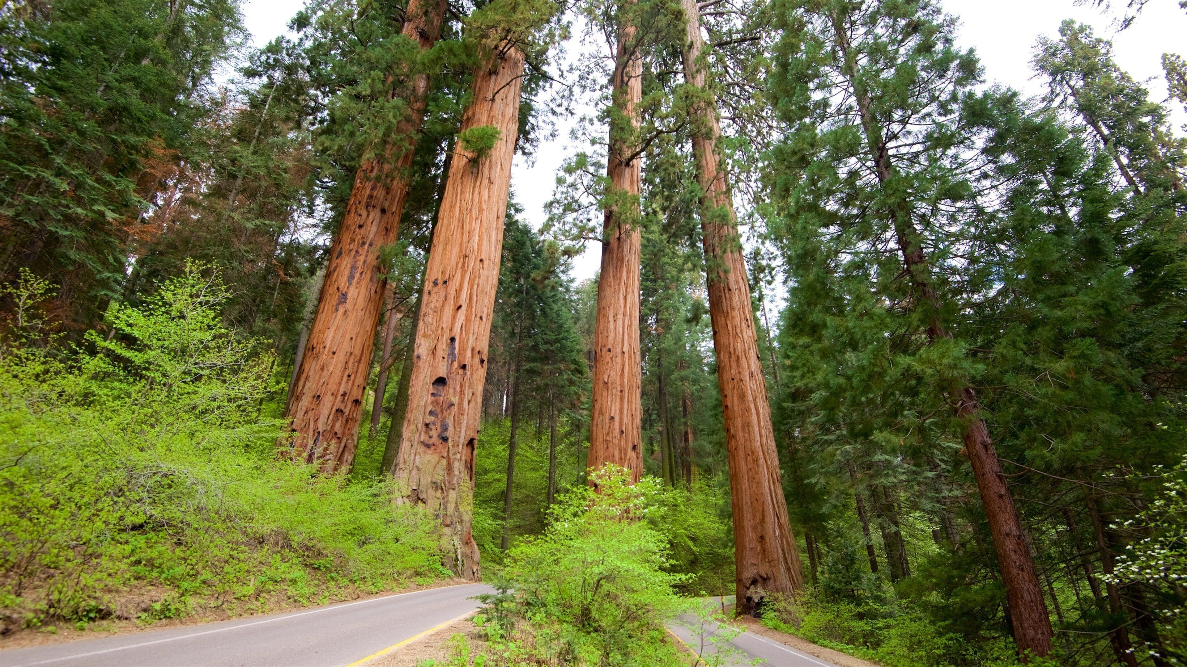 A road winding through a forest with tall redwood trees.