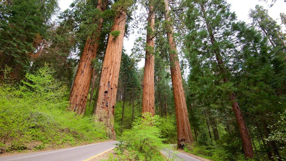 A road winding through a forest with tall redwood trees.