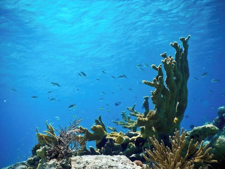 Enter the big blue! Los Roques diving and snorkeling.