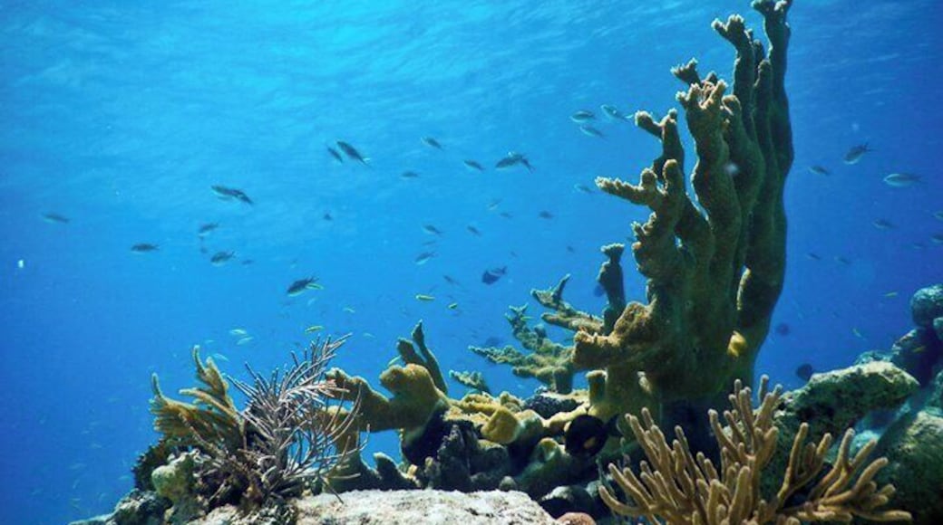 Enter the big blue! Los Roques diving and snorkeling.