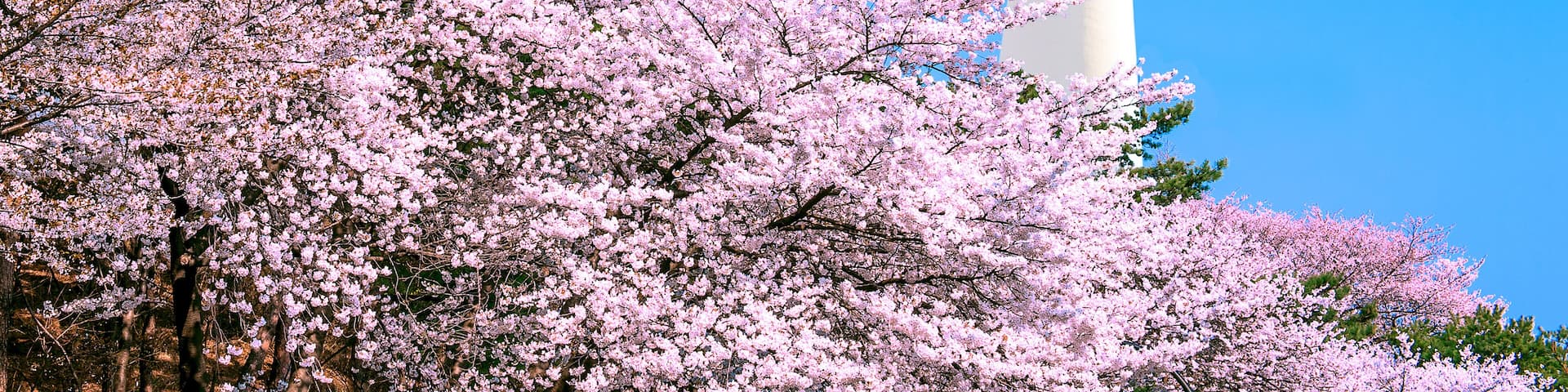 Seoul tower and pink cherry Blossom, Sakura season in spring,Seoul in South Korea.; Shutterstock ID 388585537