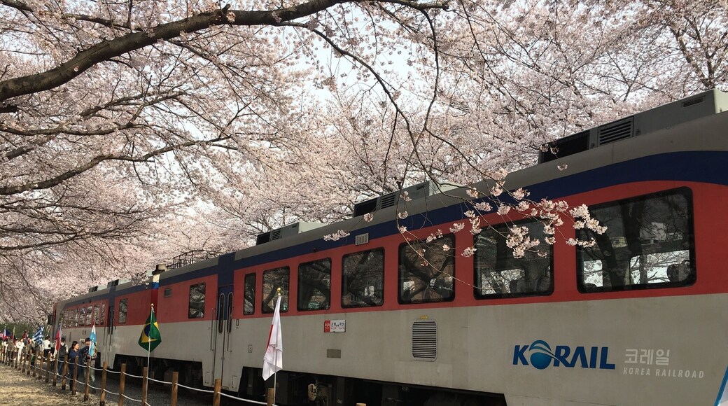 A railway turned park in Jinhae.. South Korea!
Awesome Sakura blooming everywhere!