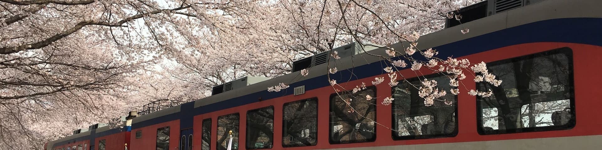 A railway turned park in Jinhae.. South Korea!
Awesome Sakura blooming everywhere!