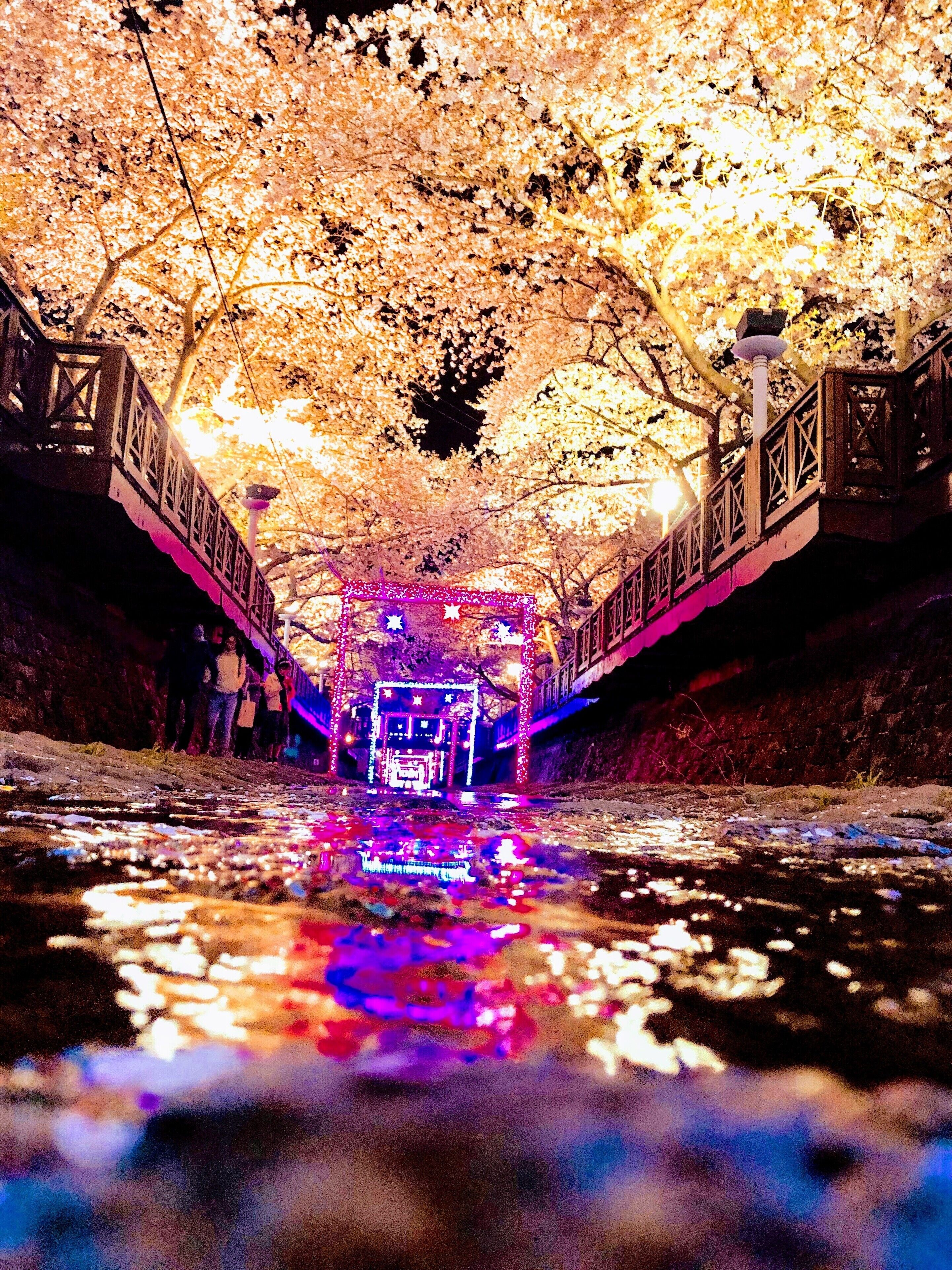 Lighted up during Cherry Blossom Festival 