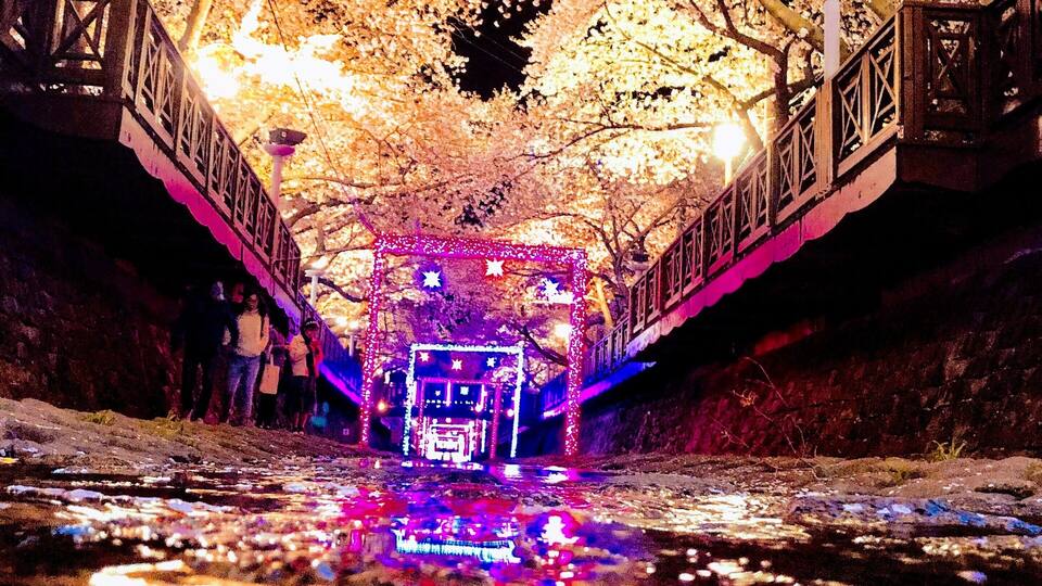 Lighted up during Cherry Blossom Festival