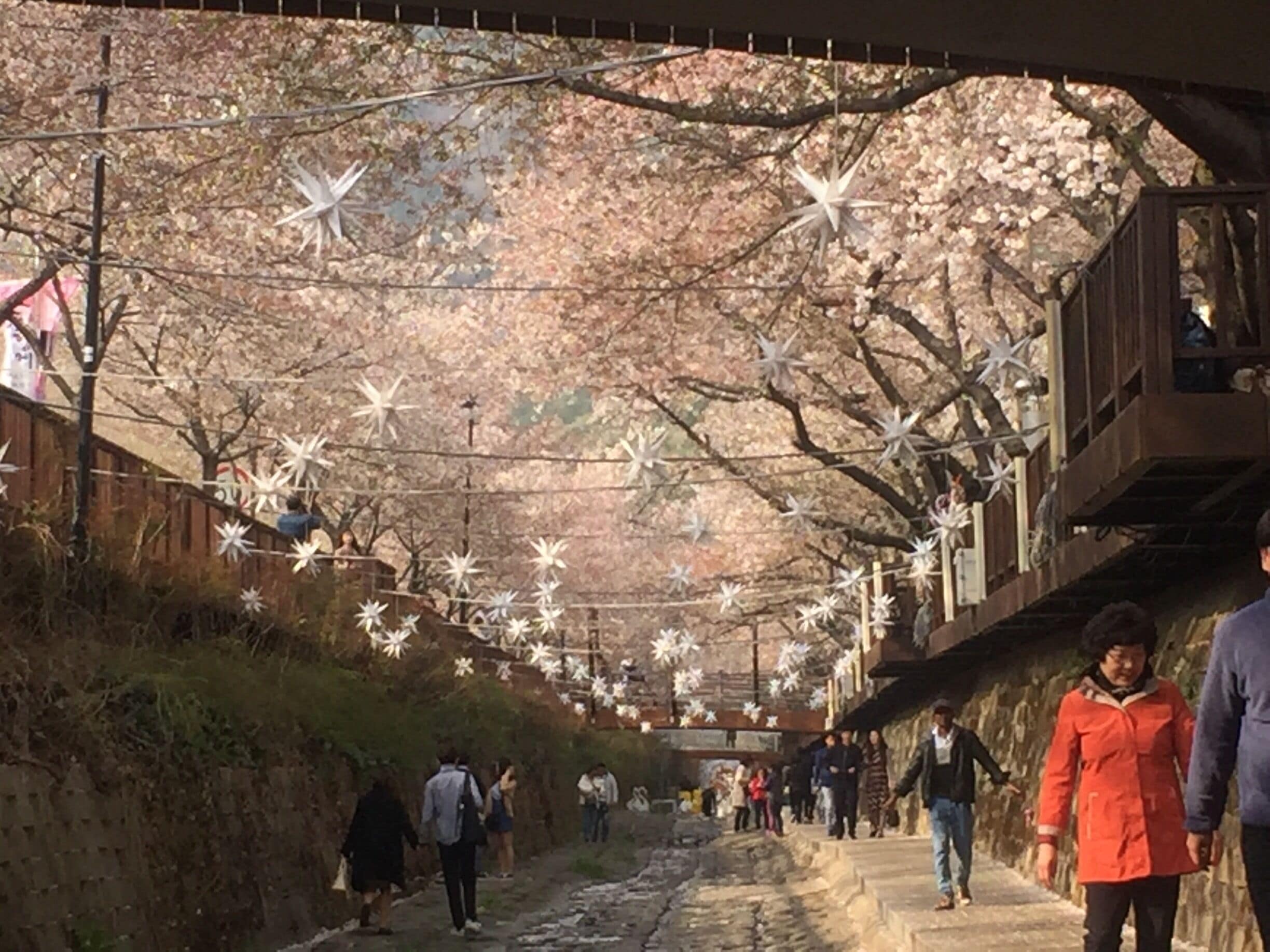 Un sendero bordeado de flores de cerezo y decoraciones con forma de estrella, bajo un puente.