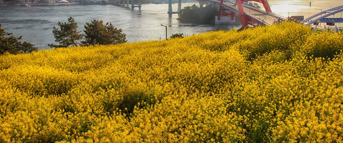 Aerial View of Sacheon Cable Car at Sunrise, Sacheon, Gyeongnam, South Korea.