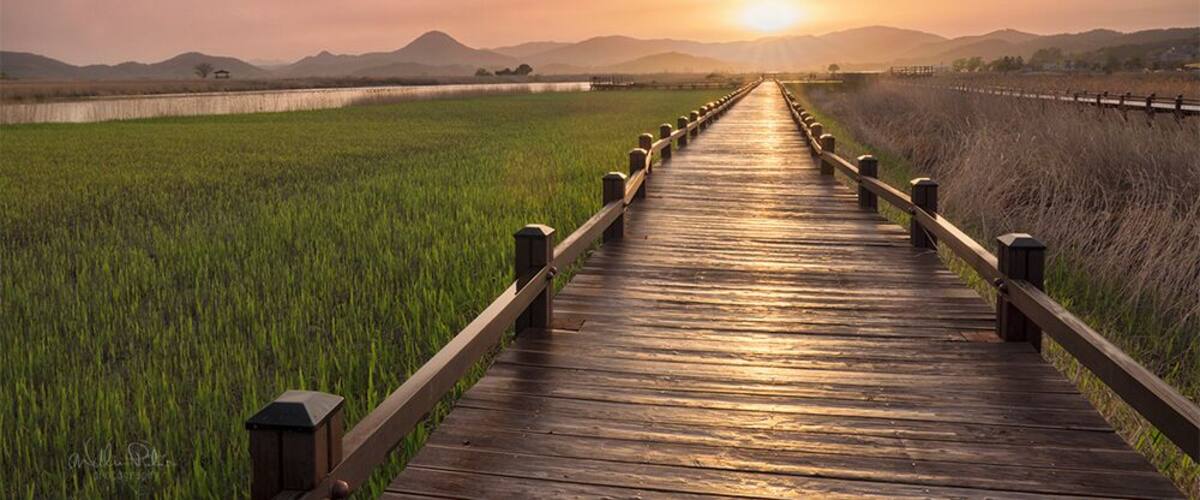 A wooden boardwalk leading through a field of green crops, with a sunset in the background and mountains in the distance.