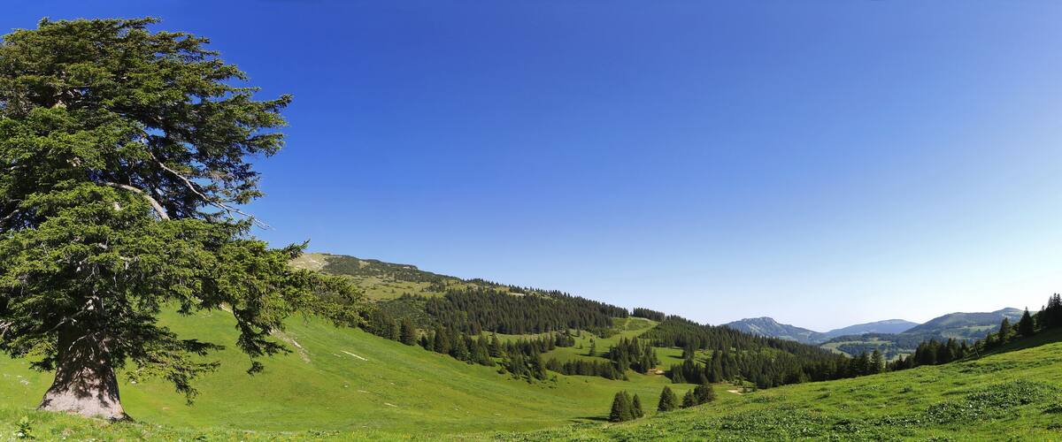 A large tree in a green field with rolling hills and distant mountains under a clear blue sky.