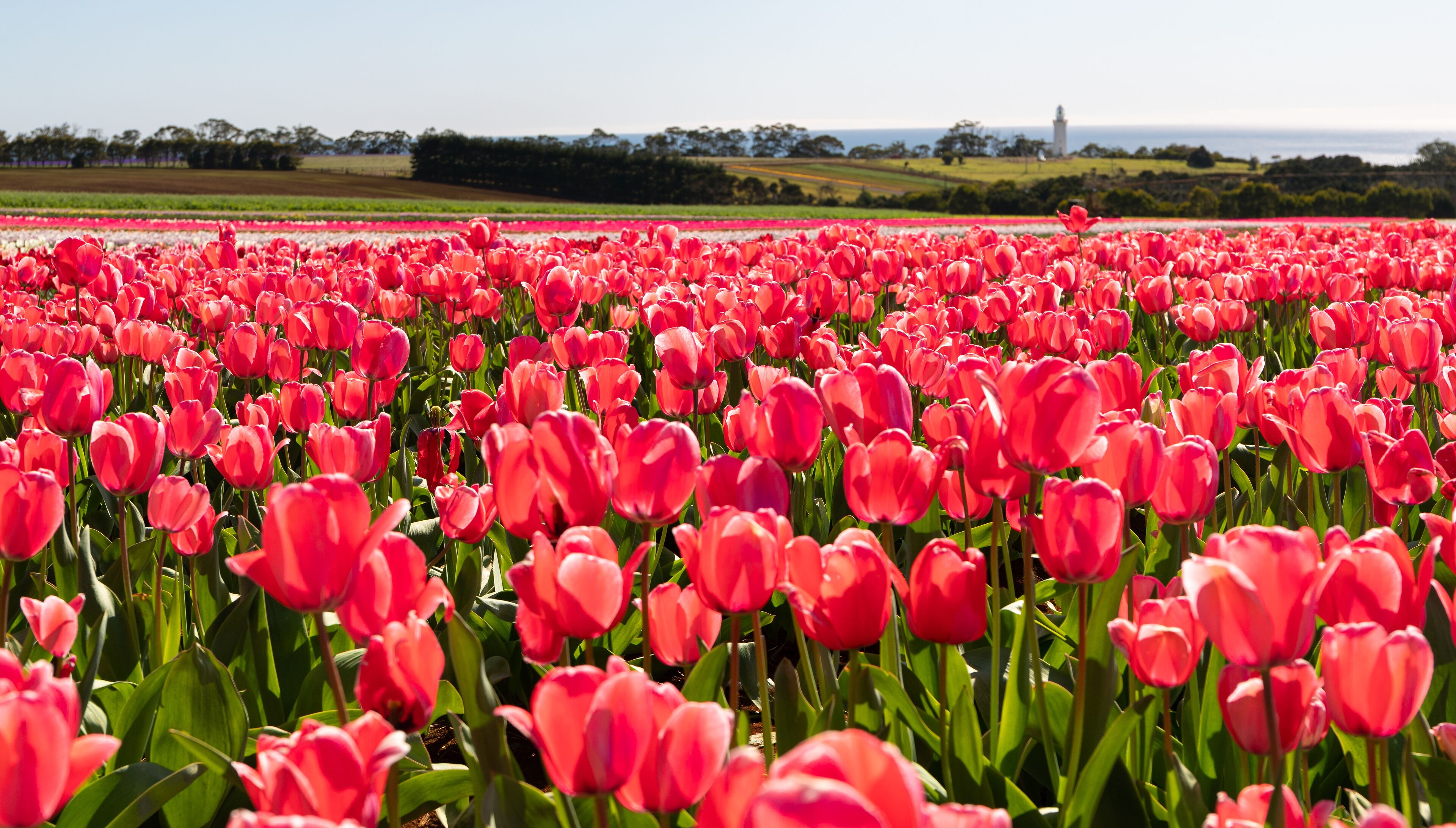 Een veld met roze tulpen en een vuurtoren in de verte.
