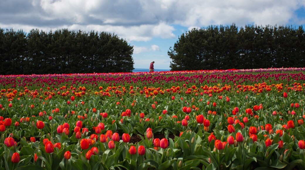 Wynyard showing wildflowers and flowers