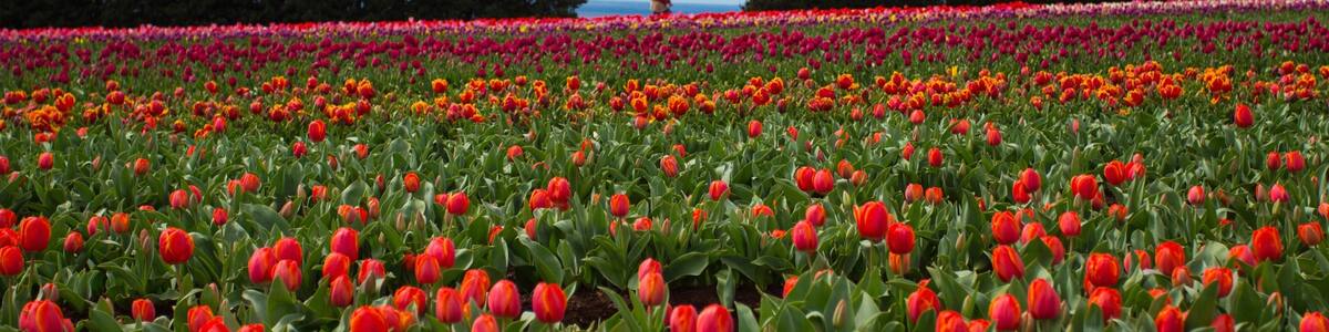 Wynyard das einen Wildblumen und Blumen