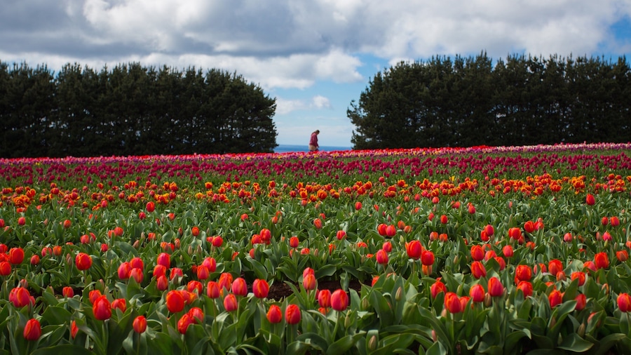 Wynyard showing wild flowers and flowers