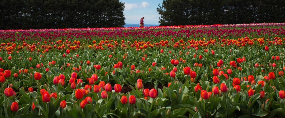 Wynyard showing wildflowers and flowers