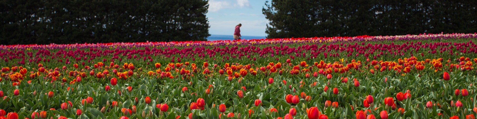 Wynyard showing wildflowers and flowers