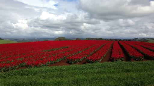 Wynyard which includes flowers, tranquil scenes and wildflowers