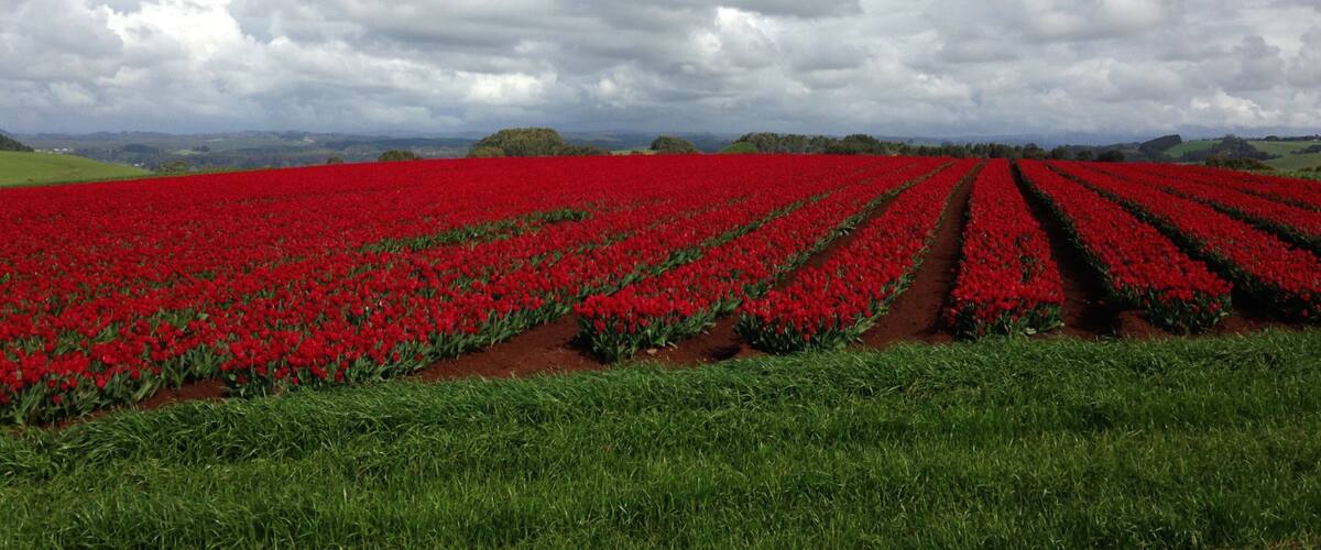 A field of red flowers with rows of tulips under a cloudy sky.