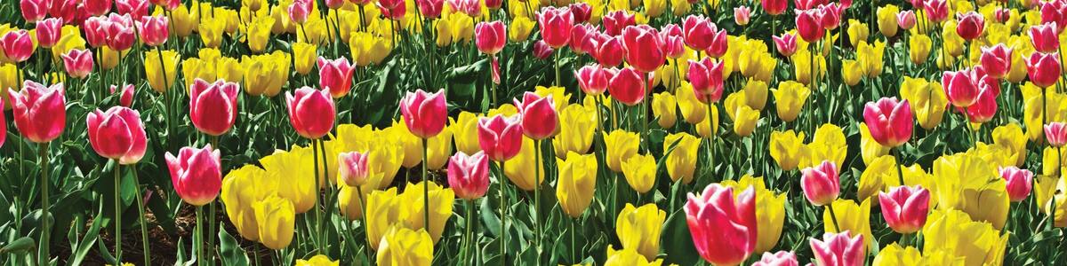 Ein Tulpenfeld in verschiedenen Farben mit einem Leuchtturm im Hintergrund.