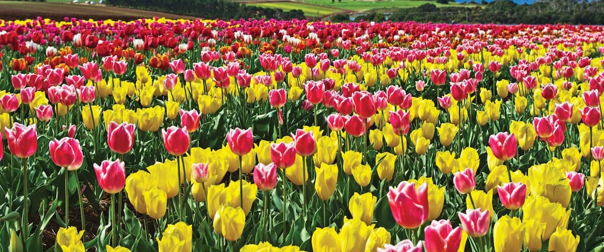 Wynyard featuring wildflowers and flowers