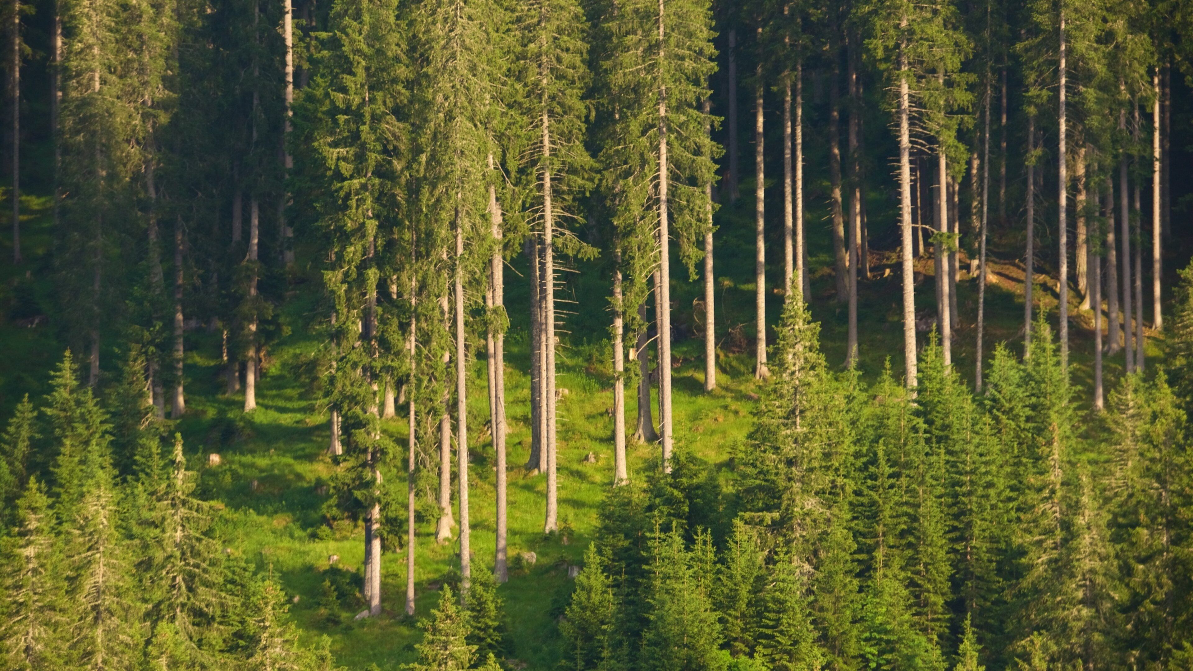 Fiemme Valley showing forests