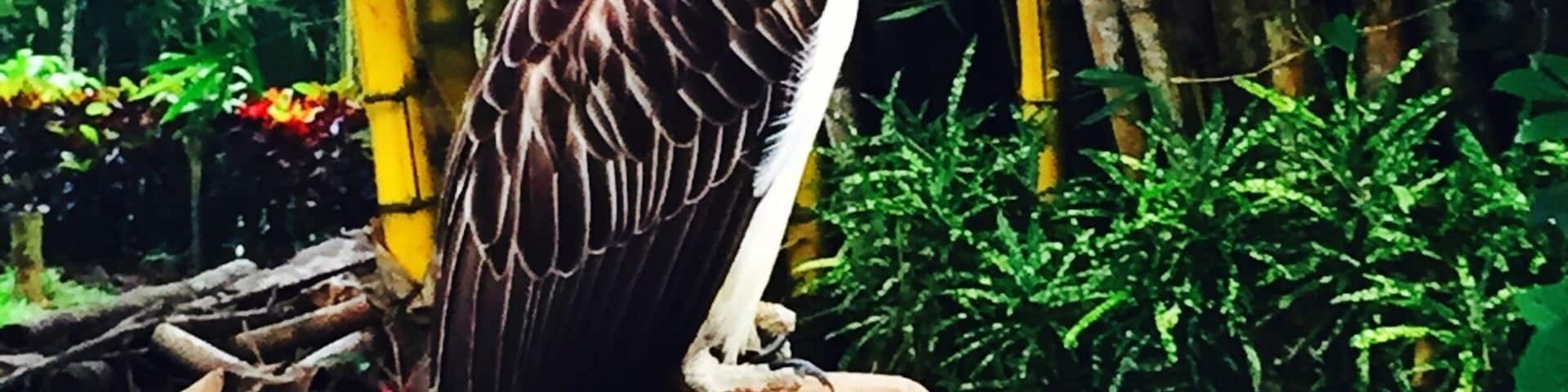 A bird perched on a wooden post surrounded by greenery and bamboo.
