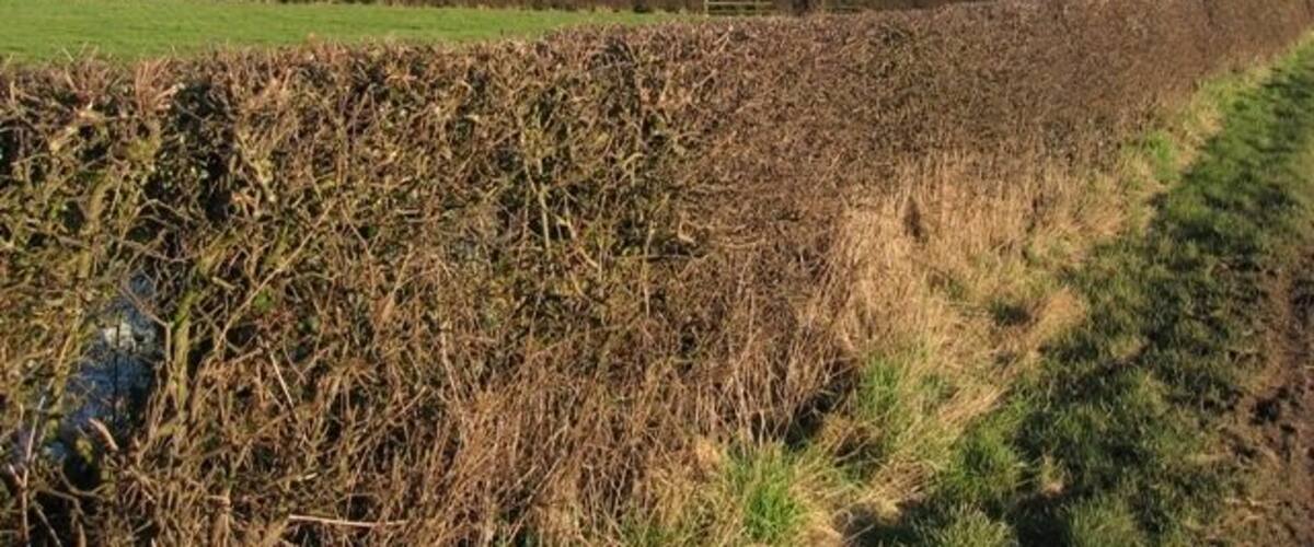A rural landscape with a field, a hedge, and a clear sky.
