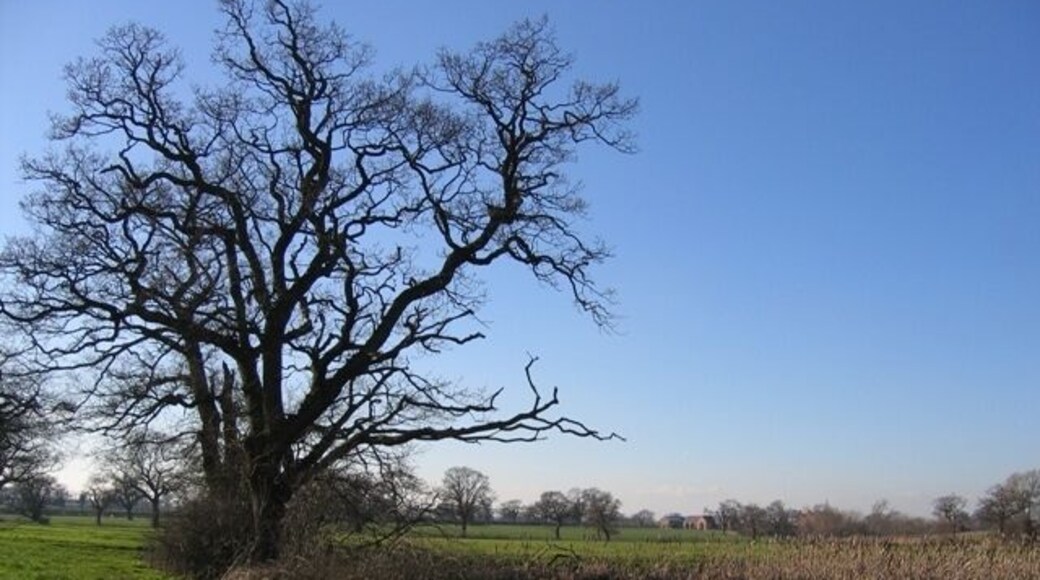 Pond and Trees from the Footpath to Dark Lane This pond, not shown on the O.S. 50,000 scale map, is just inside the square. It is probably a marl pit, which are very common in the Cheshire Landscape.