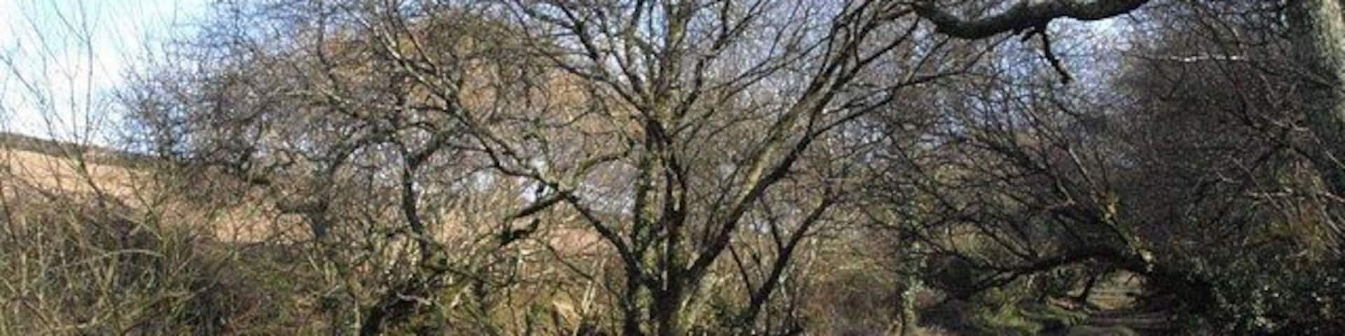 Drain, Treesmill Valley Bridleway 425/6/2 runs alongside the drainage channel, here approaching the track up to Lanescot.