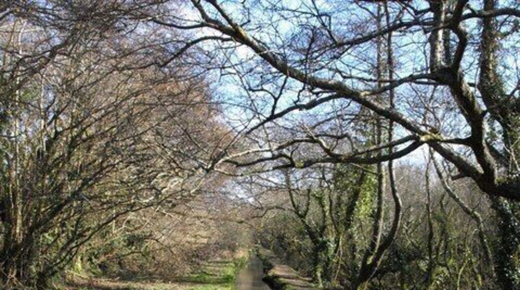 Drain, Treesmill Valley. Looking upstream from 1756567 along the drain, with bridleway 425/6/2 running along the edge, and wet woodland to the right.