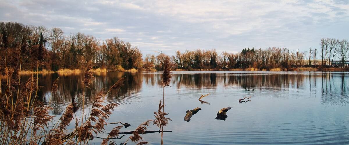 A calm lake with reeds in the foreground, surrounded by leafless trees under a cloudy sky.