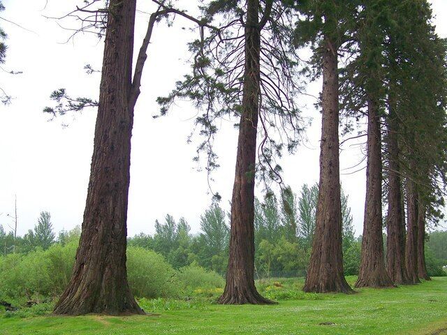 Giant Redwoods at Inchture These are some of the first Redwoods to be planted in Scotland. The mammoth trees were grown from seed sent to local visionary Patrick Matthew, by his gold panning sons, in 1853.