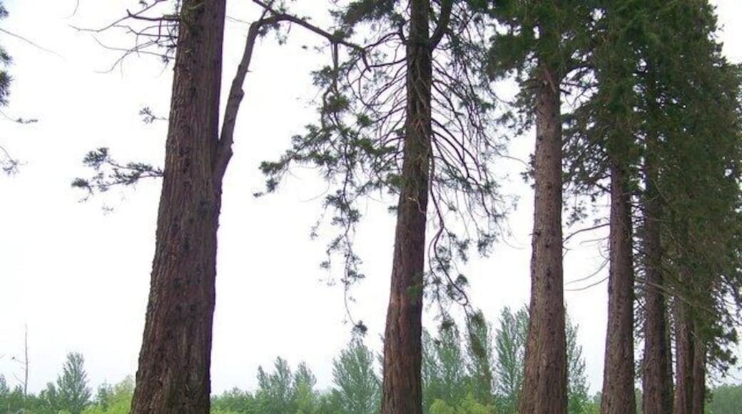 Giant Redwoods at Inchture These are some of the first Redwoods to be planted in Scotland. The mammoth trees were grown from seed sent to local visionary Patrick Matthew, by his gold panning sons, in 1853.