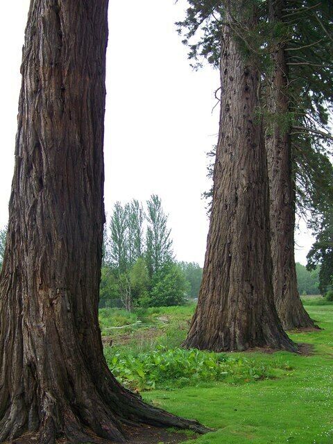 Inchture Redwoods A well know fruit grower and arboricultural enthusiast, Matthew gifted saplings to friends and neighbours throughout the Carse and many of the original trees can be found throughout the area.