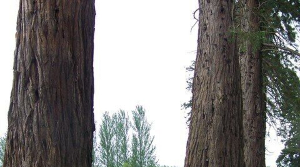 Inchture Redwoods A well know fruit grower and arboricultural enthusiast, Matthew gifted saplings to friends and neighbours throughout the Carse and many of the original trees can be found throughout the area.