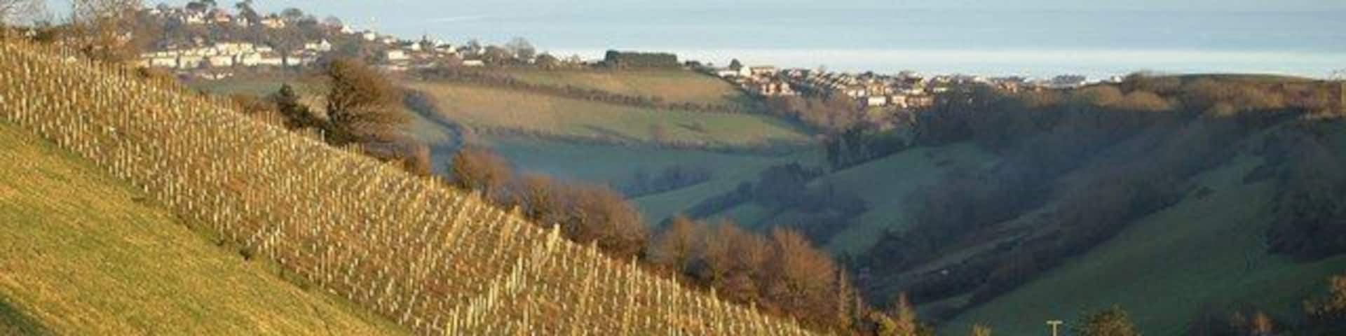 Old Walls Vineyard One of the steep south-facing vineyards at Old Walls, overlooking the Teign estuary. Beyond is the Broadmeadow valley and the western outskirts of Teignmouth. Seen from Bishopsteignton Footpath 5.