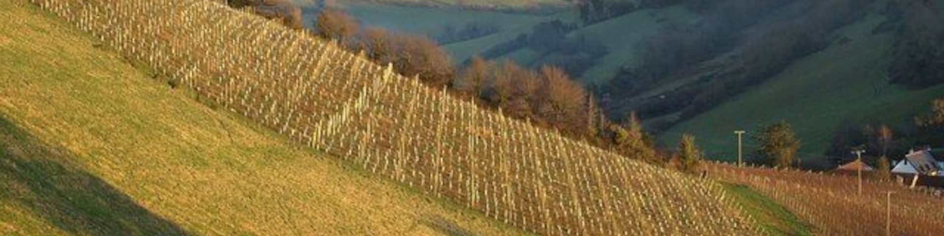 Old Walls Vineyard One of the steep south-facing vineyards at Old Walls, overlooking the Teign estuary. Beyond is the Broadmeadow valley and the western outskirts of Teignmouth. Seen from Bishopsteignton Footpath 5.