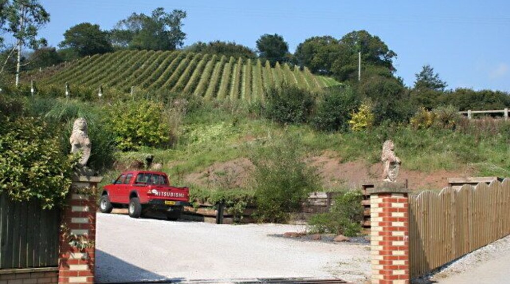 Old Walls Vineyard Looking uphill from the vineyard entrance.