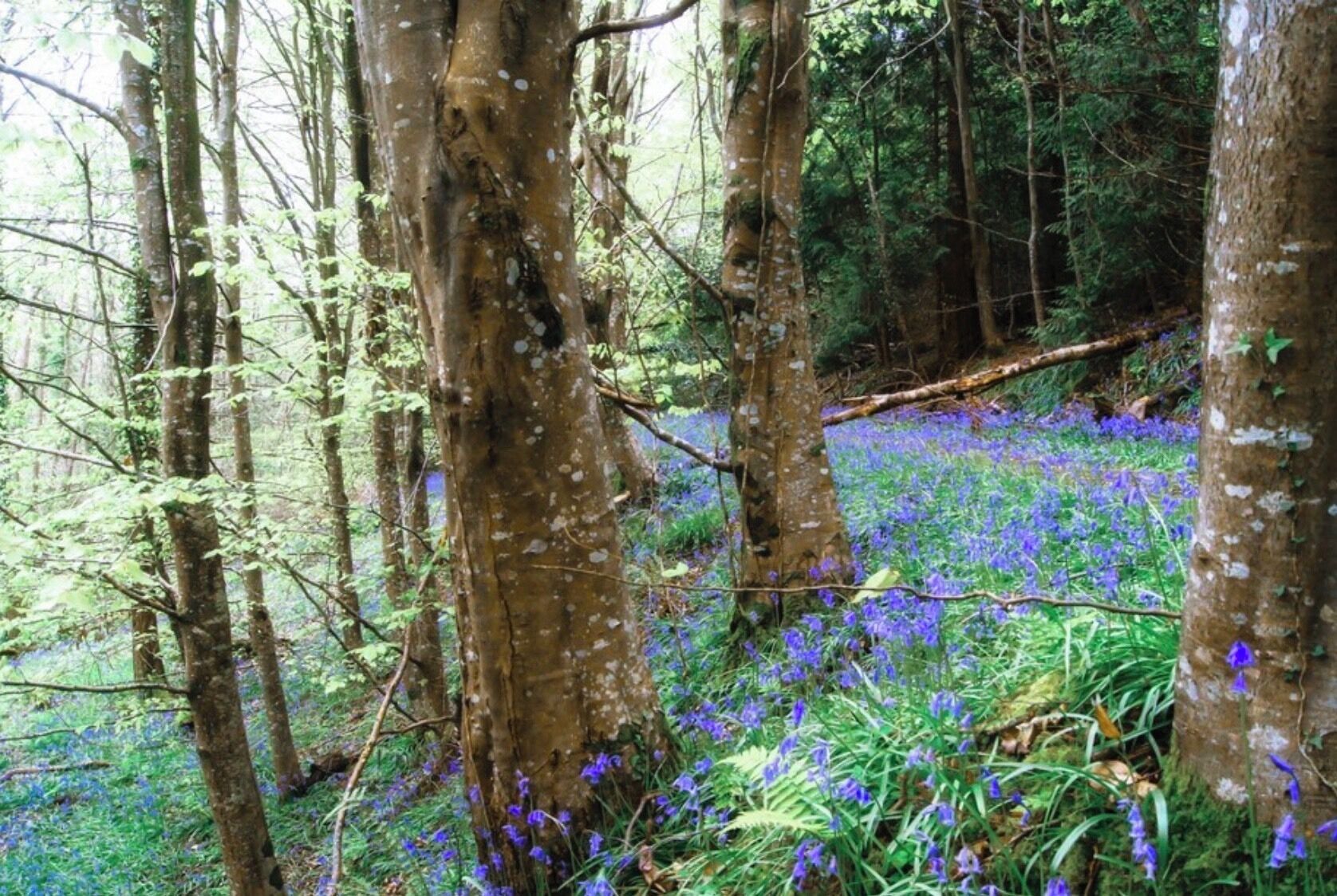 Bluebell Wood