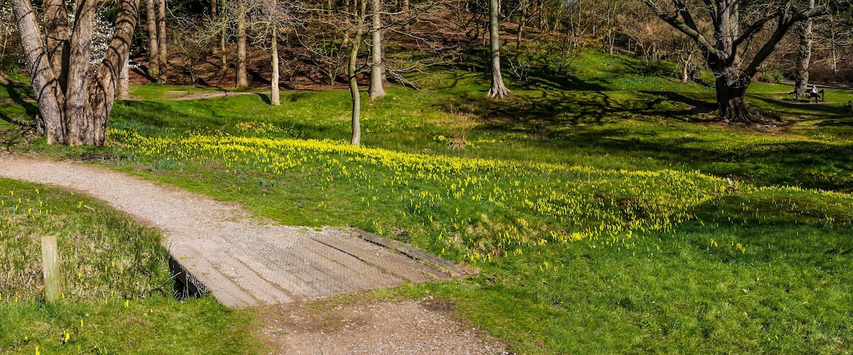 A forested area with a dirt path and yellow flowers.
