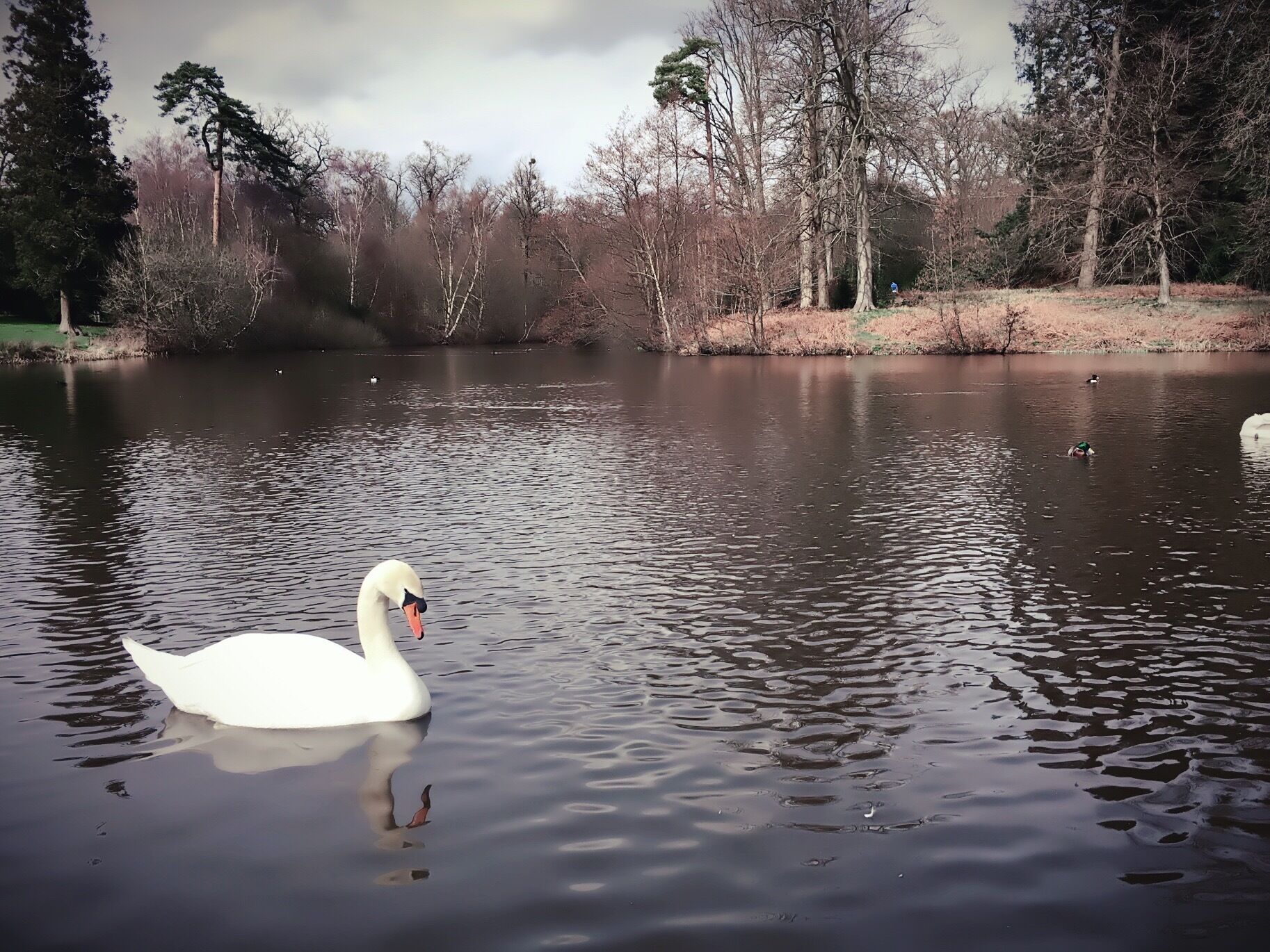 Swan in the Lake. 
Photo taken in Virginia Water , it lies on the southern edge of Windsor Great Park Runnymede in Surrey England.