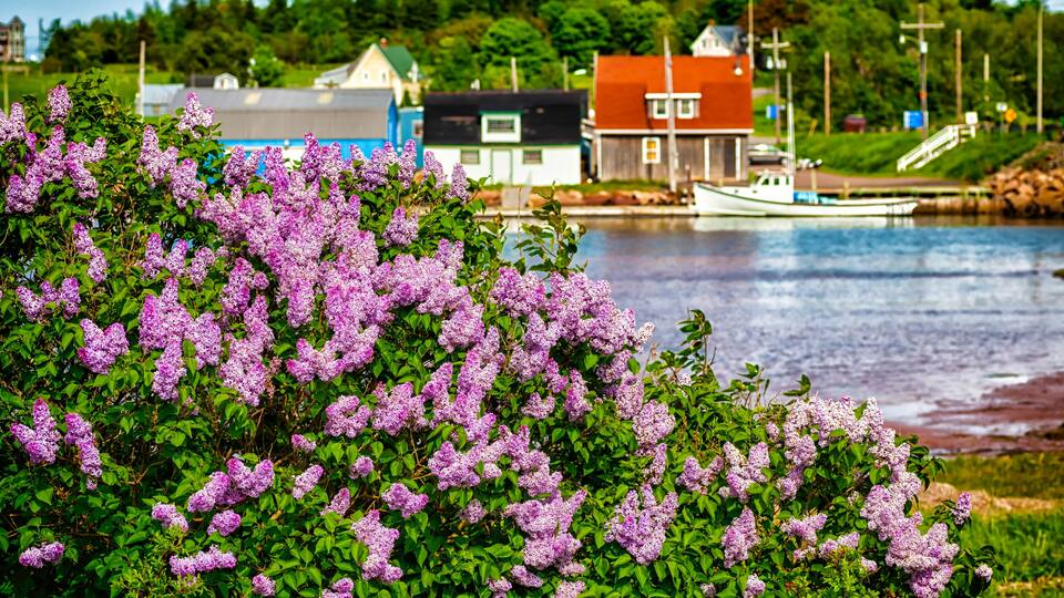 A river with a boat, houses, and lilac bushes.