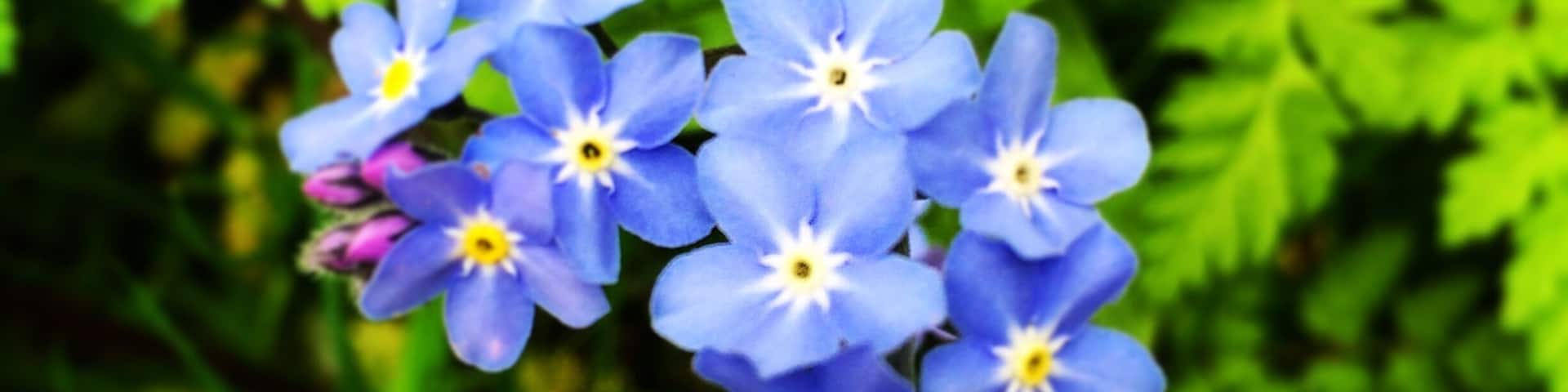 Spring flowers in springtime #springfun