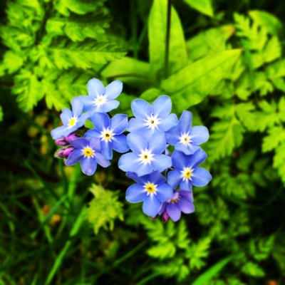 Spring flowers in springtime #springfun